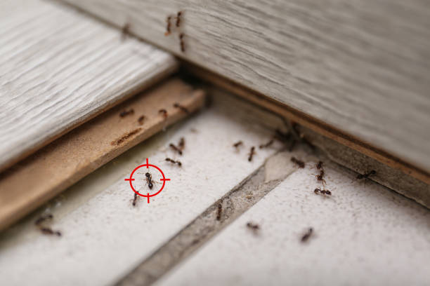 Best Rat Extermination Near Me  in Crosspointe, VA