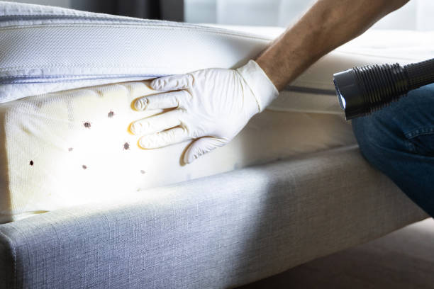 Best Affordable Pest Control Services  in Crosspointe, VA