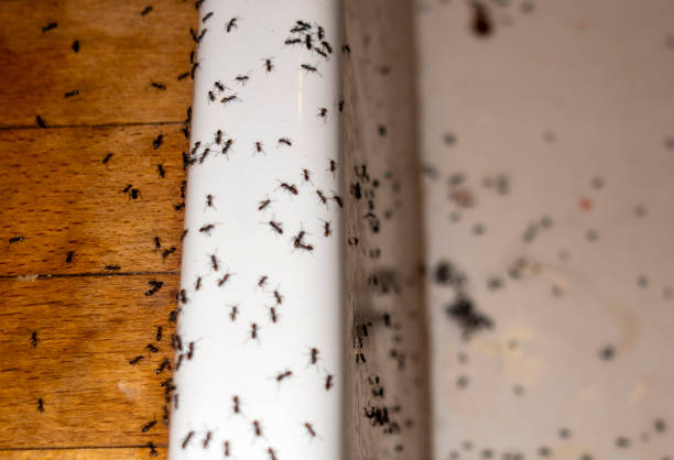 Best Best Pest Control Near Me  in Crosspointe, VA